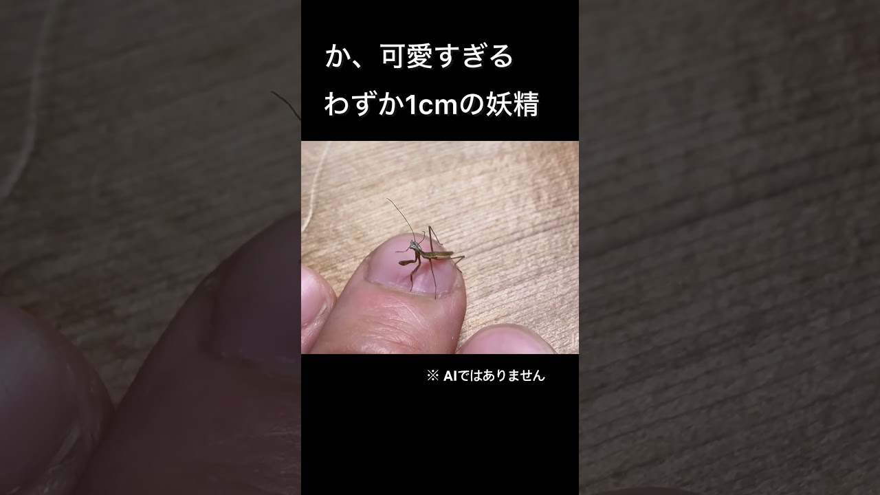 これは、妖精ですか？#shorts