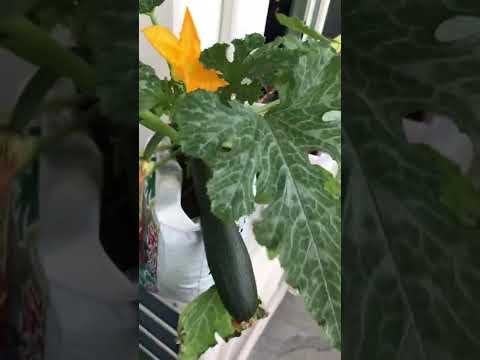 ズッキーニの種を播く前に浸したほうがよいでしょうか？  庭園