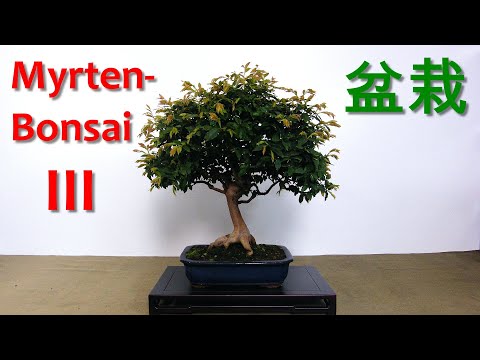 Myrtenbonsai - Teil III