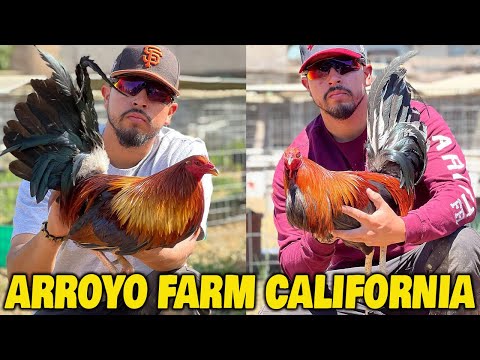 NAPA CALIFORNIA Beautiful Birds Arroyo Farm NAPA CA