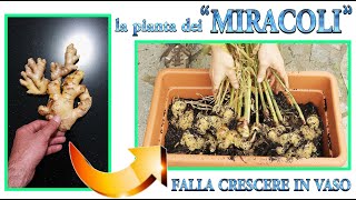 ZENZERO è LA PIANTA "DEI MIRACOLI" fai questo per coltivare la pianta di ZENZERO in casa sul balcone