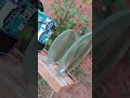 How To Make A DIY Projector Shorte Experiment Projector Diy