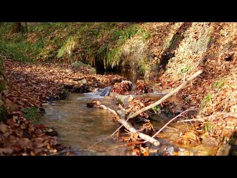 Bachgeflüster / Creek Sounds – "Der Frohnbach 2.0" – 4K Video