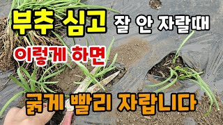 부추 심고 잘 안자랄때 이렇게 하면 부추가 굵게 빨리 자라고 추비는 이렇게 주세요 #부추키우기
