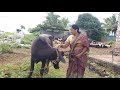 Viral Buffaloprepare Cowprepare भैस और गाय को भुसा