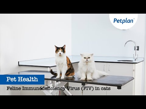 Feline Immunodeficiency Virus (FIV) in cats
