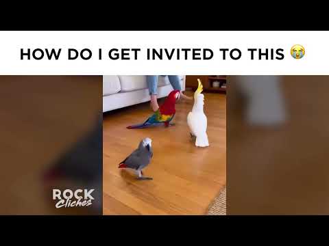 The only party I'll ever need an invite to - YouTube
