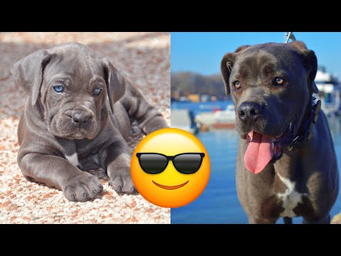 Cane Corso — Majestic And Funny Videos And Tik Toks Compilation