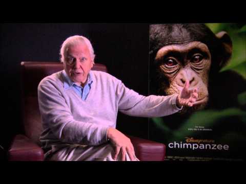 Save 2000 chimpanzees in West Africa