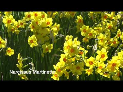 Narcissus Martinette - Narcissus Bulbs from Holland