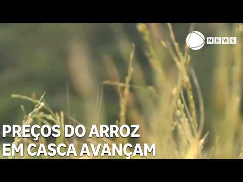 Preços do arroz em casca avançam, e relação entre cotação e custo melhora