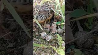 Download lagu Detik-detik Puyuh Keluar Sarang #shorts mp3