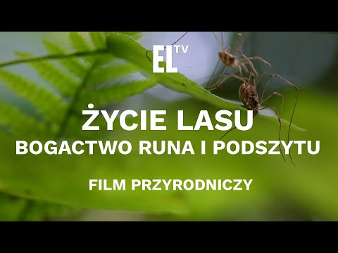 Życie lasu. Bogactwo runa i podszytu