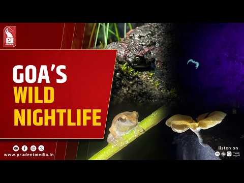 Goa’s Nocturnal Forests Come Alive: Night Trails Reveal Frogs, Snakes and Bioluminescent Fungi
