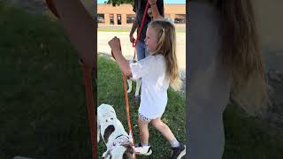 Video preview image #1 American Pit Bull Terrier Puppy For Sale in Techny, IL, USA