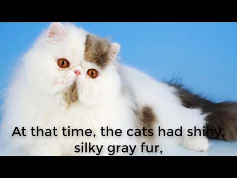 Persian Cat Behavior | Don't Miss The Video.