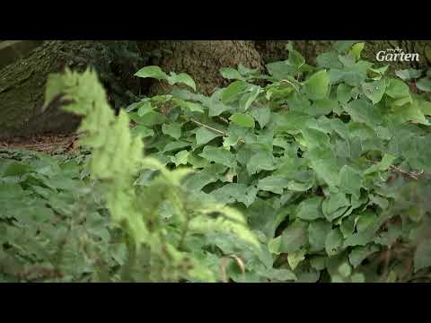 Fairy flower - a beautiful ground cover | MDR Garden