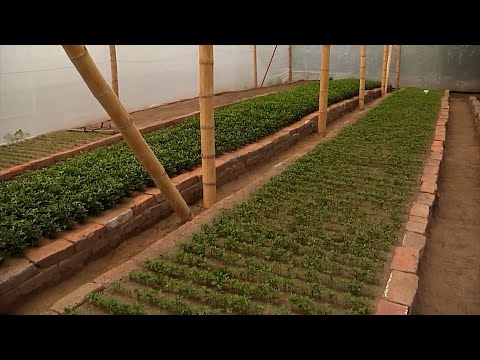 CITRICOS PRODUCCION DE PLANTAS   LA TEBAIDA   QUINDÍO