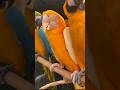 Golden Macaw Parrot Shorts
