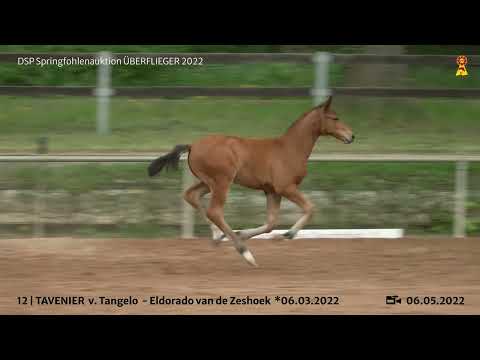 KN 12: Hengstfohlen v. Tangelo van de Zuuthoeve/Eldorado van de Zeshoek