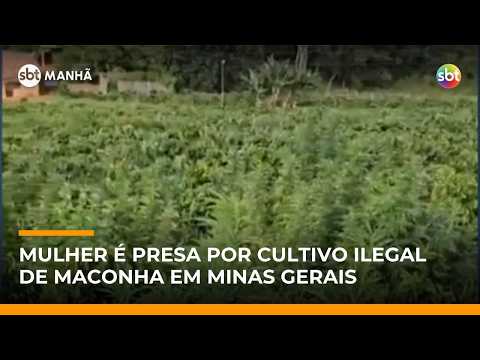 Plantação de maconha de mil metros quadrados é descoberta em MG | #SBTManhã