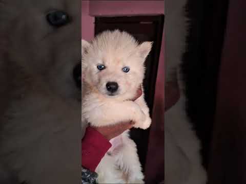 FOR SALE HUSKY PUP TOP QUALITY BLUE EYES LOCATION AMRITSAR 97802337457 #trinding