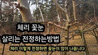 체리 꽃눈 살리는 전정방법 #체리 이렇게 전정하면은 꽃눈이 많이 나옵니다