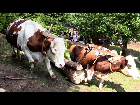 MOBA KOD BRKA PLAKALOVIĆA - RAVNA ROMANIJA !!!