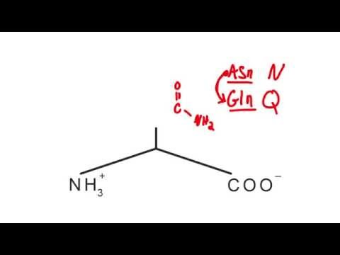 Memorize the 20 amino acids in 20 minutes   Part 2   YouTube
