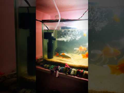 I BOUGHT INTERNAL FILTER FOR MY FISHES 💥🥰🐠 || #aquarium #fishes #fishaquarium #youtubeshorts #shots