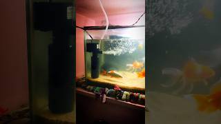 I BOUGHT INTERNAL FILTER FOR MY FISHES 💥🥰🐠 || #aquarium #fishes #fishaquarium #youtubeshorts #shots