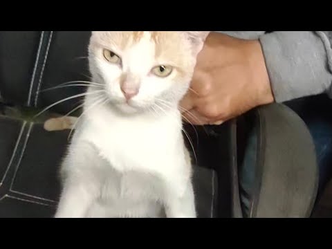 cute funny cuddle satisfying Pajju cat 😺! #cats #shortsyoutube  #viralshorts  #StyloQueenShree😘