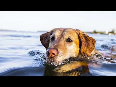 VIDEO LYRICS VAGUITO