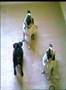 Pugs Heads A Tilting Courtesy ABC Jobremski