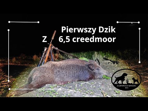 First Boar with 6.5 Creedmoor. Boar Hunting.