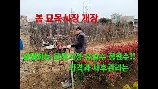 시장 묘목시장 개장 올해 인기있는 유실수는?? 정원수는??