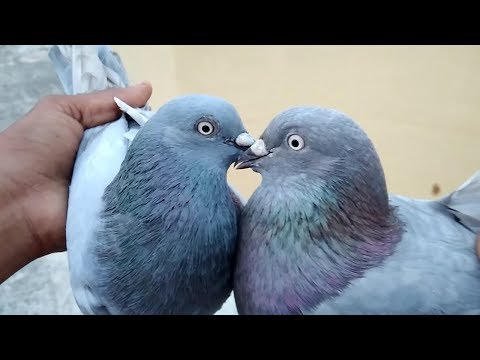 Shah jahan puri Haray. Pigeon pakistani. Kabootar. flying India Video