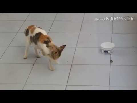 जानवर भी हमारी भाषा समझते हैं |मेंने जब इस बिल्ली को पीने के लिए दुध दिया तो देखिए क्या हुआ