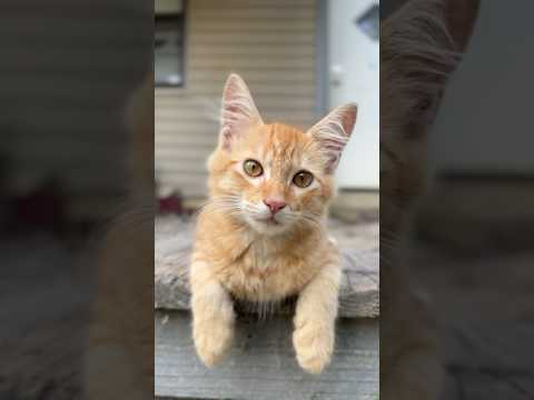 Lia♥️ #cat #catshorts #cats #cute #cutecat #viral #humor #comedia