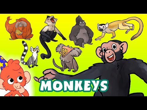 Monkeys for kids | Learn Wild Animals Names and Sounds | Gorilla Chimpanzee cartoon