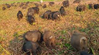 The Most Incredible Moments of Wild Pig Encounters | Nature's Wonders