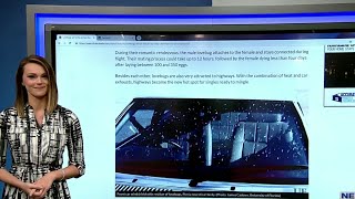 All you need to know about lovebugs