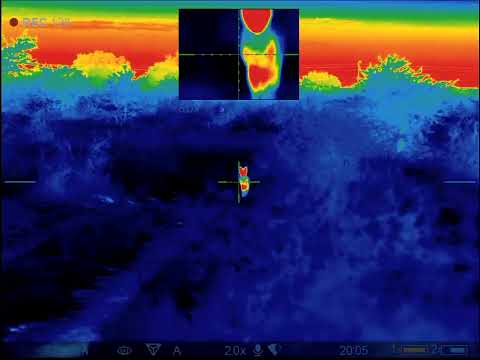 Black-backed jackal calling and shooting with thermal