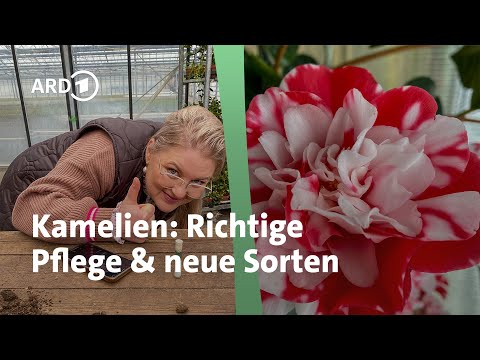 Healthy camellias with beautiful flowers – how to grow them well | MDR Garden