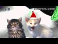 Jingle Cats - Cats Meowing Christmas Song ...