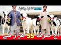 Heifers For Sale In Chakwal Imported Australian Fresion American Jersey Heifers CHAKWAL