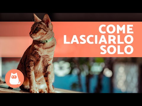 Come LASCIARE UN GATTO SOLO a casa 🐱🏠 (Consigli e cura)