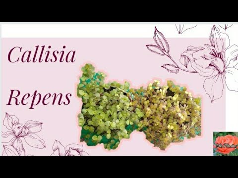 Callisia Repens, Calisia, Zacate o Peluca.