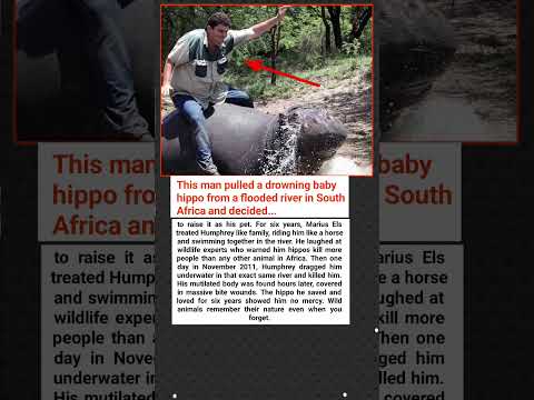 He Rescued Baby Hippo 6 Years Later It Killed Him Same River
