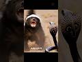 The Honey Badger Never Gives Up